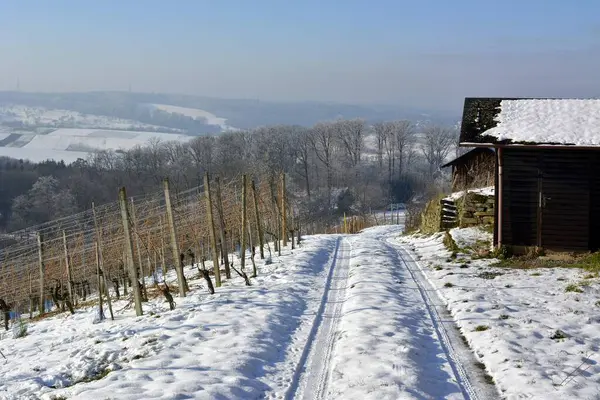 D. BW. Vineyard with snow and hoarfrost at the Aschberg between lbronn and Maulbronn. Vineyard hut with snow, field path