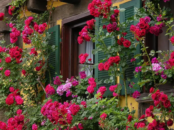 Fenêtre Entourée Roses Rouges — Photo