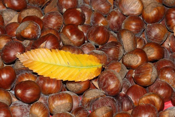Sweet Chestnut Fruits Leaf — Stock Photo, Image