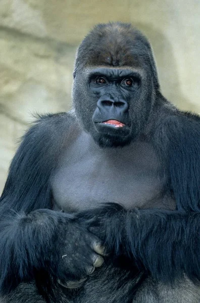 Una Toma Vertical Gorila Zoológico — Foto de Stock