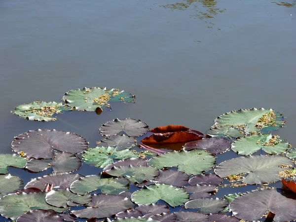 Lagoa Com Almofadas Lily — Fotografia de Stock