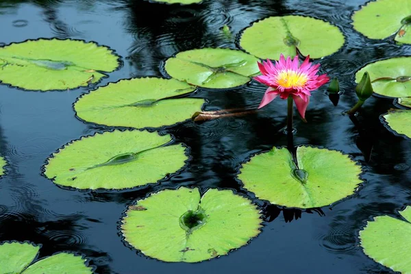 Vízililiom Trópusi Vízililiom Monet Series Nymphea Hibrid Virág Bloom Florida — Stock Fotó