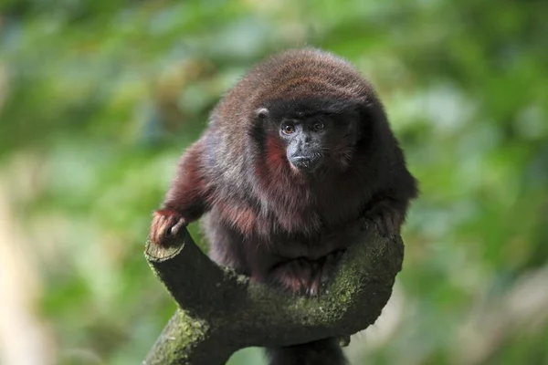 Червоне Дерево Callicebus Moloch Південна Америка Дорослий Дереві Дускіт Мавпа — стокове фото