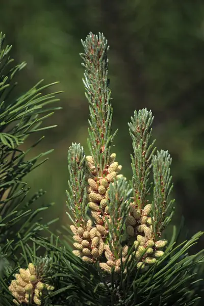 Mountain Pine Pinus Mugo Fir Cone Seed Mountain Pine Mountain — Stock Photo, Image