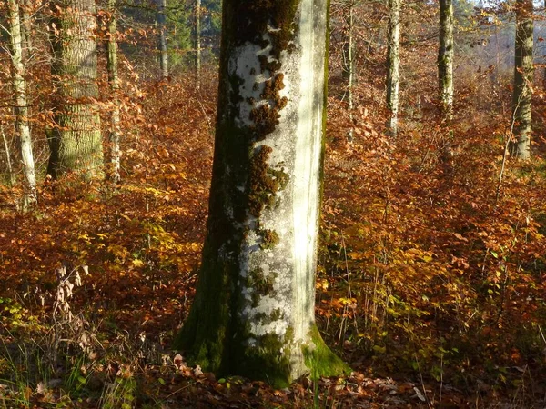 Maulbronn Bunter Laubwald Herbst — Stockfoto