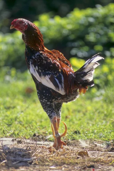 Bantam Kyckling Kyckling Kyckling — Stockfoto