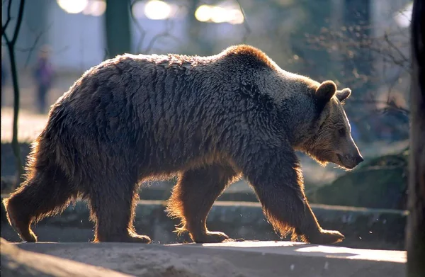 Pohled Zoo Medvěd Hnědý — Stock fotografie