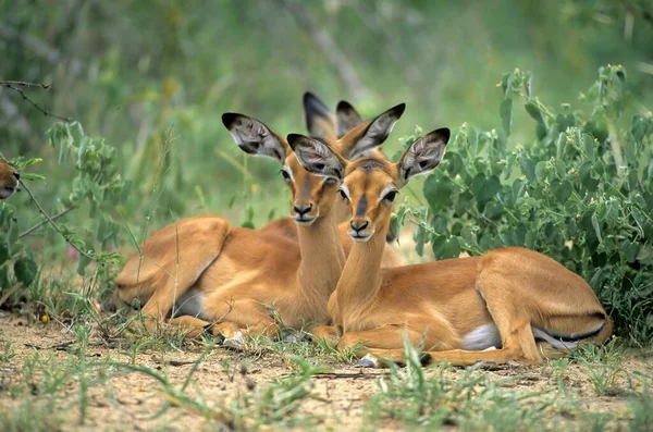 Impala Aepyceros Melampus Antilope Talons Noirs — Photo