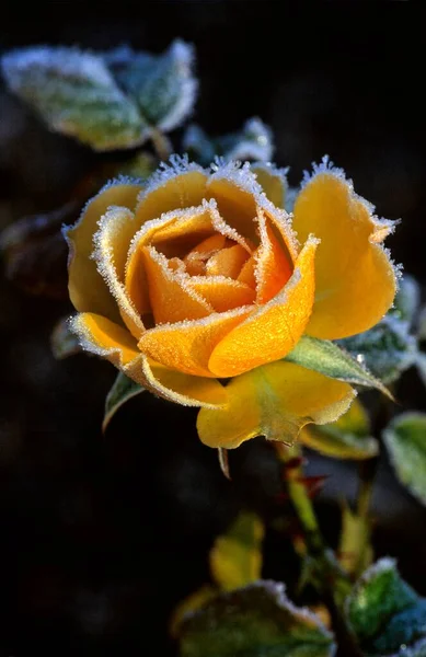 Kuning Mawar Ditutupi Dengan Embun Beku — Stok Foto