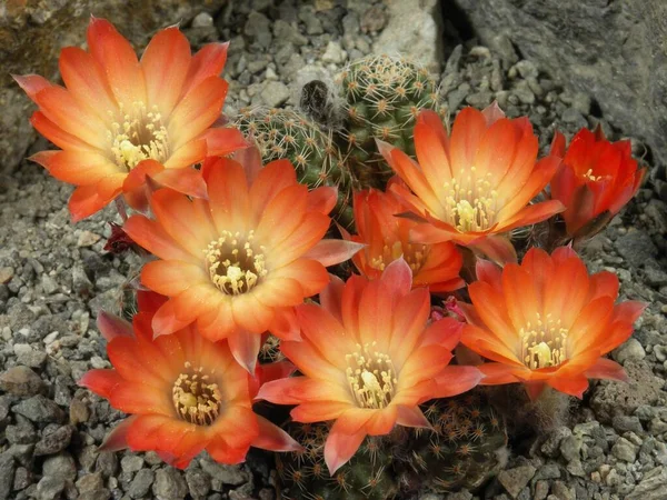 Rebutia pygmaea, cactus, cactus plant with blossoms, cactus, cactus plant with blossoms