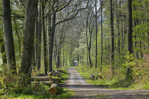 Forêt Décidue Printemps Route Dans Forêt Sentier Près Diefenbach Forêt — Photo