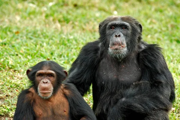 Chimpanzé Central Pan Troglodytes Troglodytes Adulte Femelle Jeune Portrait Chimpanzé — Photo