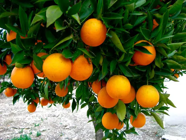 Апельсины Дереве — стоковое фото