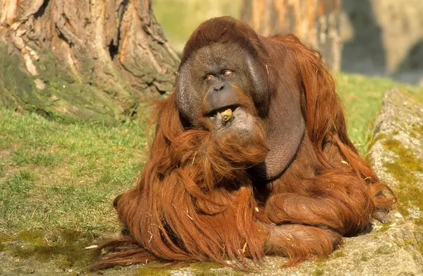 Orangutan Pongo Mężczyzna Orangutan Zoo Berlin — Zdjęcie stockowe