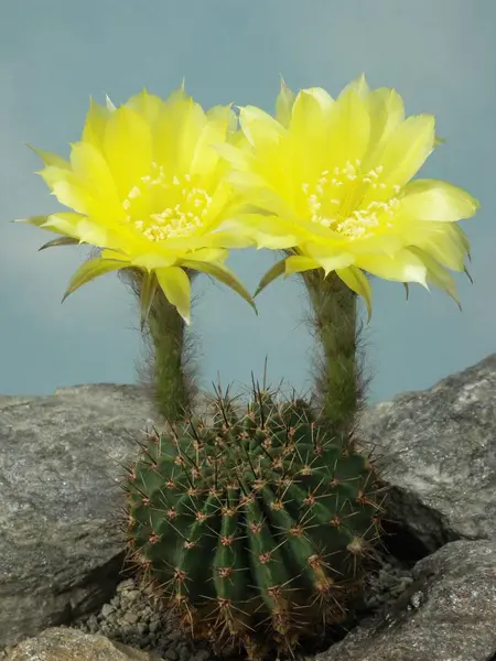 Echinopsis aurea, collective number, finding place: B140, cactus, cactus plant with blossoms, collective number, finding place: B140, cactus, cactus plant with blossoms