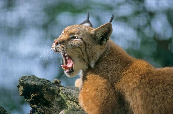 Ryś Eurazjatycki Lynx Lynx Ryś Eurazjatycki — Zdjęcie stockowe