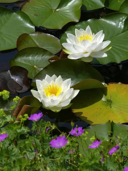 白色的睡莲 在池塘里 — 图库照片