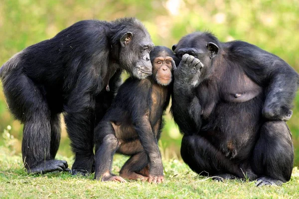 Chimpanzé Chimpanzé Pan Troglodytes Femmes Adultes Avec Jeunes Présence Afrique — Photo