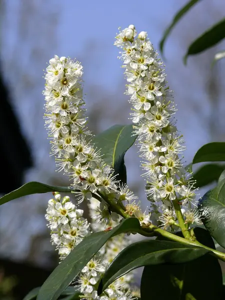 Kirschlorbeer Prunus Laurocerasus Blüht Kirschlorbeer — Stockfoto