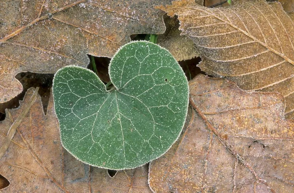 アサラバッカ アサラバッカ 葉の間の森の床のフロストで覆われたヘーゼル価値の葉 — ストック写真