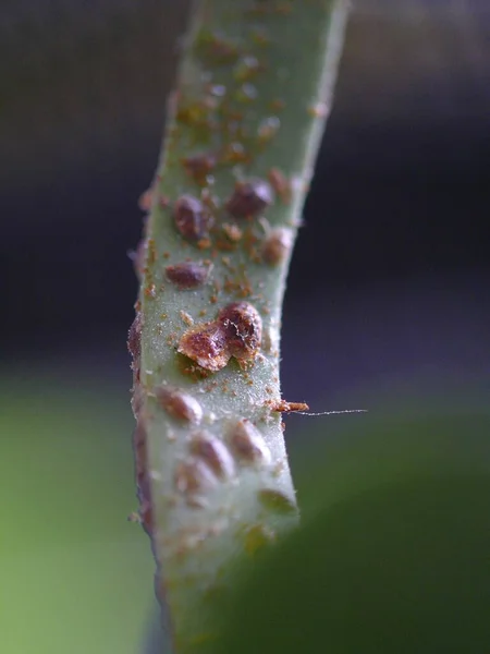 Escala Insetos Coccoidea Folha Janela Monstera — Fotografia de Stock