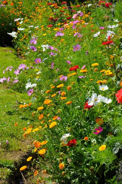 Beet Mit Sommerblumen Ziergarten — Stockfoto
