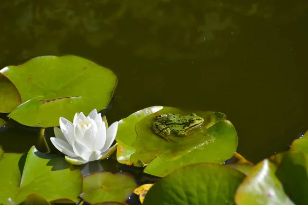 Vodní Žába Blízkosti Bílé Vody Leknín Zahradním Jezírku — Stock fotografie