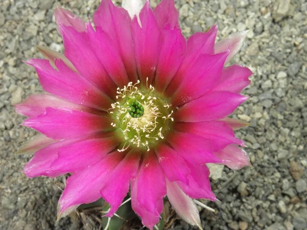 Echinocereus fendleri v. kuenzleri collective number, finding place: HK267, cactus, cactus plant with blossoms, Echinocereus fendleri v. kuenzleri collective number, finding place: HK267, cactus, cactus plant with blossoms
