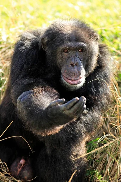Schimpanse Pan Troglodytes Erwachsene Mit Bettelgeste Portrait Vorkommen Afrika Afrika — Stockfoto