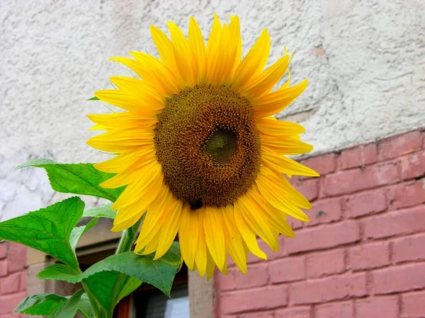 Sonnenblume Helianthus Annuus Wandnähe — Stockfoto