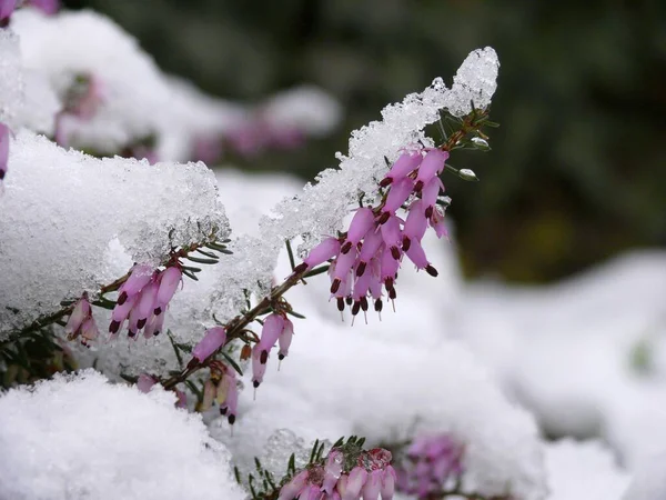 Kwiaty Śniegiem Wrzosem Erica Śniegiem Wrzosem Wrzosowiskiem — Zdjęcie stockowe