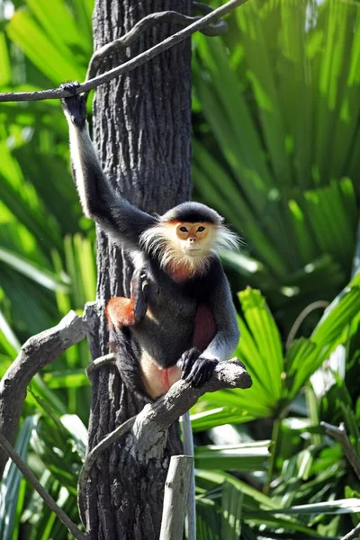 Douc, Adult, on tree Douc Langur (Pygathrix nemaeus), Asia Douc Langur, Asia, on tree Douc Langur, monkey, monkeys, langur, langurs, primate, primates, mammal, mammals, ani