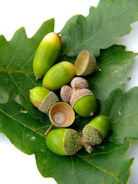 Semena Dubu Quercus Acorn — Stock fotografie