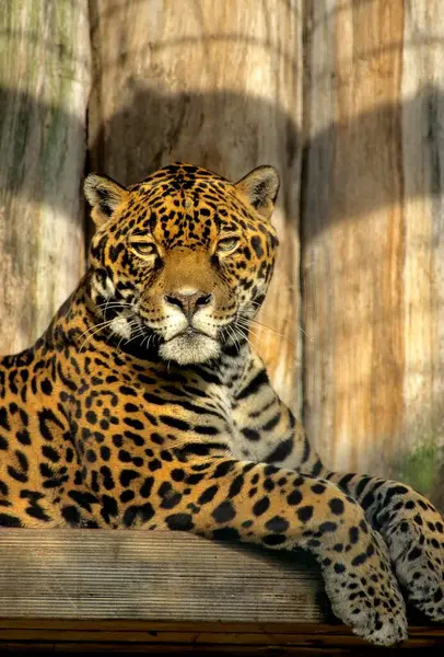 Jaguar Panthera Onca Пленник Зоопарк Германия Европа — стоковое фото