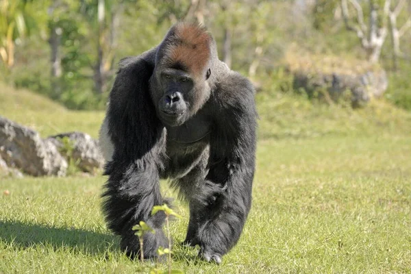 Gorille Occidental Des Basses Terres Gorille Occidental Des Basses Terres — Photo
