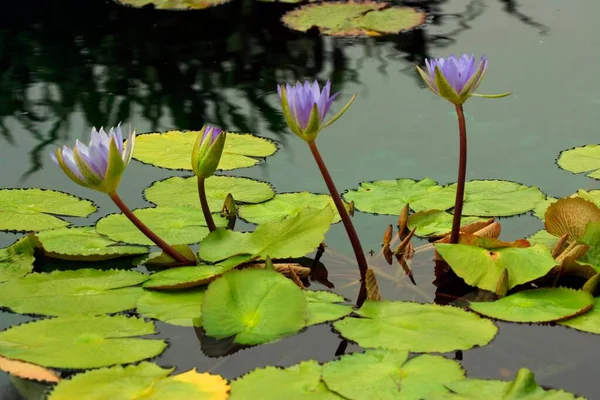 Vattenlilja Tropiska Näckrosor Monetserie Nymphea Hybrid Blomma Bloom Florida Usa — Stockfoto