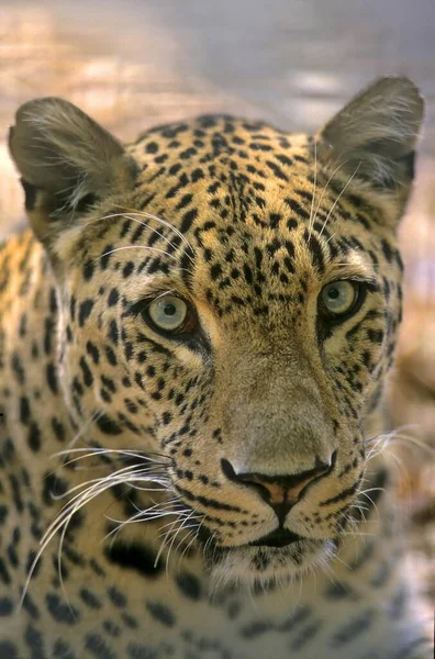 Leopard Perski Panthera Pardus Leopard Perski Panthera Pardus Ciscaucasica — Zdjęcie stockowe