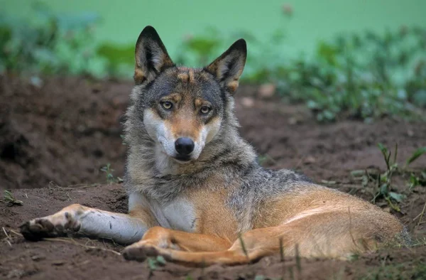 Lobo Cinzento Europeu Canis Lupus Lobo — Fotografia de Stock