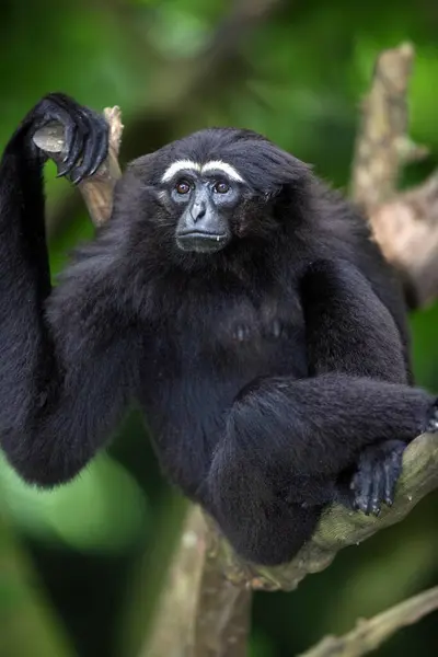 Fekete Kezű Gibbon Hylobates Agilis Gibbon Felnőtt Fán Portré Sötét — Stock Fotó