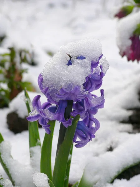 Hyacinth Com Neve Flores Com Neve Jacinto Jardim Hyacinthus Orientalis — Fotografia de Stock
