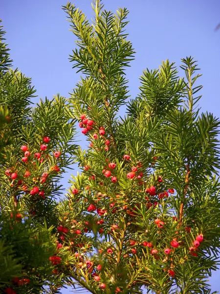 Taxus Baccata — 스톡 사진