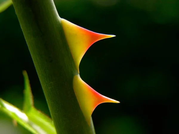Thorns Close View — Stock Photo, Image