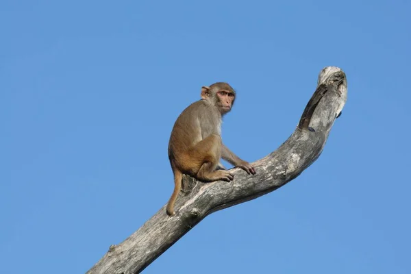 Macaco Macaca Mulatta — Fotografia de Stock