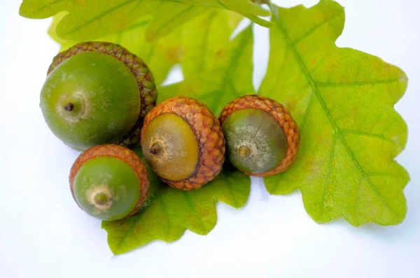 Жолуді Листям Англійський Дуб Quercus Robur Англійський Дуб — стокове фото