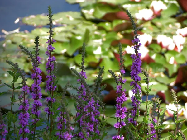 紫色のロスフィー リュスラムサラリア 紫色のルーズフィー 水のリリー池で咲く — ストック写真