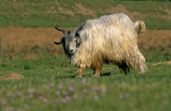Black Wooly Goat Tajik Wooly Goat Soviet Wooly Goat — Stock Photo, Image