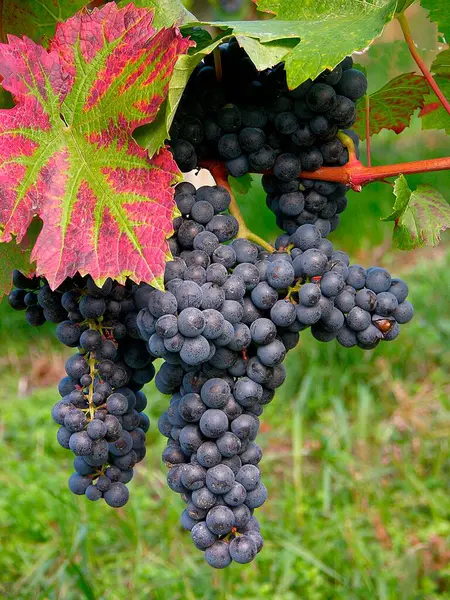 Üzüm Lemberger Kırmızı Şarap — Stok fotoğraf