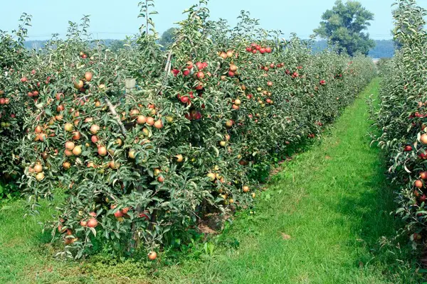 Jabłoń Malus Domestica Owoce Ellerstadt Jabłoń Europejska Europa Drzewo — Zdjęcie stockowe