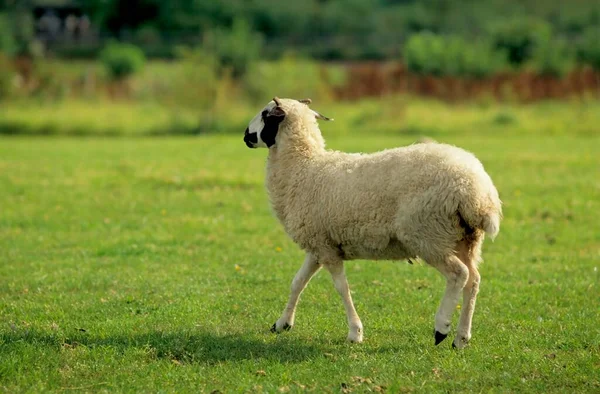 Owce Mongolskie Ovis Orientalis Aries — Zdjęcie stockowe