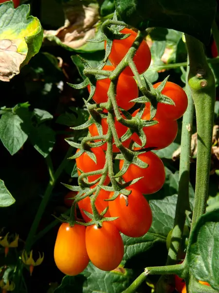Tomate Cóctel Picolino Injertado Tizón Tardío Tomates Cherry Solanum Lyocpersicum —  Fotos de Stock